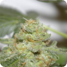 Digital Gorilla Regular Seeds
