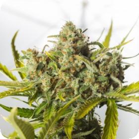 Blue Critical Auto Feminised Seeds Blue Critical Auto Feminised Seeds