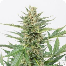 Cheese XXL Auto Feminised Seeds Cheese XXL Auto Feminised Seeds