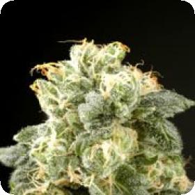 Industrial Plant Feminised Seeds Industrial Plant Feminised Seeds