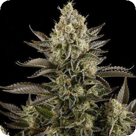 White Widow Feminised Seeds