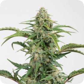 Dinamed CBD Auto Feminised Seeds