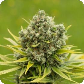Dinamed CBD Plus Feminised Seeds Dinamed CBD Plus Feminised Seeds