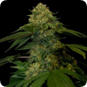 Holy Grail Kush Feminised Seeds Holy Grail Kush Feminised Seeds