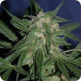 LA Cannalope (former Cannadential) Regular Seeds LA Cannalope (former Cannadential) Regular Seeds