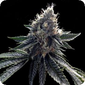 Sour Kosher Feminised Seeds