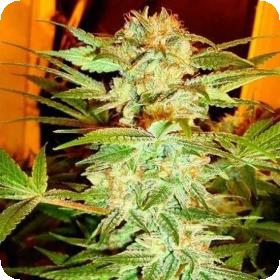 Stacked Kush Feminised Seeds