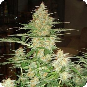 60 Day Wonder Auto Feminised Seeds 60 Day Wonder Auto Feminised Seeds
