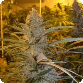 Cannalope Haze Regular Seeds