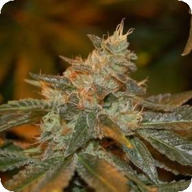 Cataract Kush Feminised Seeds Cataract Kush Feminised Seeds