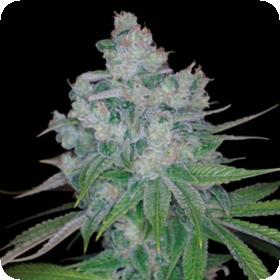 Kandy Kush x Skunk Regular Seeds Kandy Kush x Skunk Regular Seeds