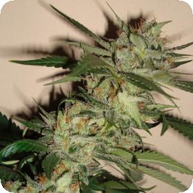 Sleestack x Skunk Regular Seeds