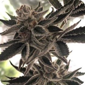 Do Si Dos Zkittlez Jpg