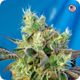 Do-Sweet-Dos Feminised Seeds Do-Sweet-Dos Feminised Seeds