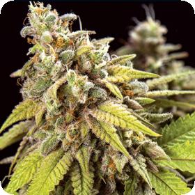 Doctor Jamaica Auto Feminised Seeds Doctor Jamaica Auto Feminised Seeds
