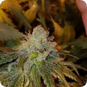 Dogshit Dead Head Haze Feminised Seeds Dogshit Dead Head Haze Feminised Seeds