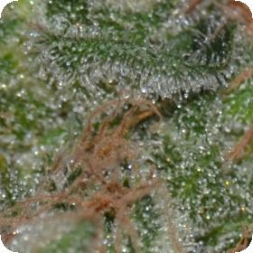 Domina Feminised Seeds