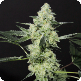 Dosi-D Regular Seeds Dosi-D Regular Seeds