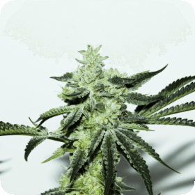 Dosi Sherbet Regular Seeds Dosi Sherbet Regular Seeds