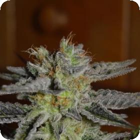 Double Black Feminised Seeds Double Black Feminised Seeds