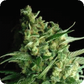 Double Bubbleberry FEMINISED Seeds