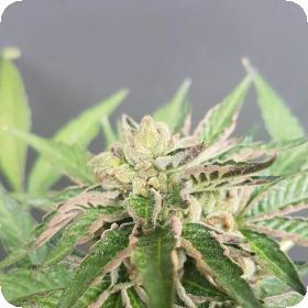 Double Funk Ltd. Edition Regular Seeds Double Funk Ltd. Edition Regular Seeds
