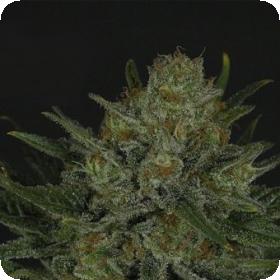 Double Glock Feminised Seeds