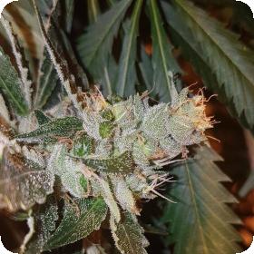 Double Strawberry Diesel Jones Feminised Seeds Double Strawberry Diesel Jones Feminised Seeds