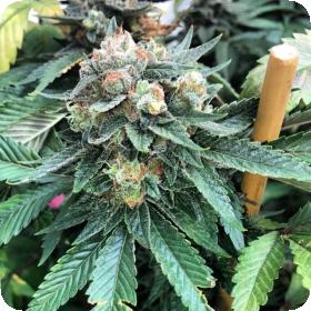 Double Zero OGK FEMINISED Seeds Double Zero OGK FEMINISED Seeds