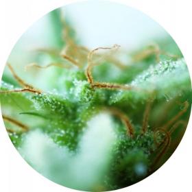 Dr. Tao Sativa Regular Seeds