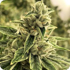 Drama Feminised Seeds Drama Feminised Seeds
