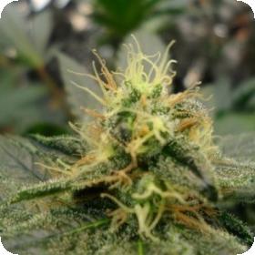 Dream Lotus Regular Seeds