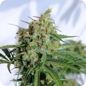 Dreamsicle Regular Seeds Dreamsicle Regular Seeds