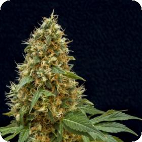 Dreamy Widow Feminised Seeds