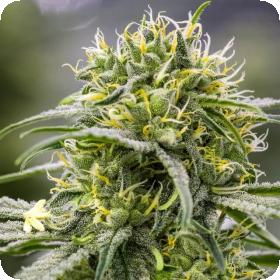 Durban-Thai x C99 Feminised Seeds Durban-Thai x C99 Feminised Seeds