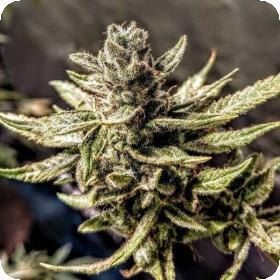 Durban Apricot Sherbet Feminised Cannabis Seeds Holy Smoke Cannabis Seeds 0