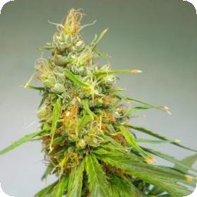 Durban Regular Seeds Durban Regular Seeds