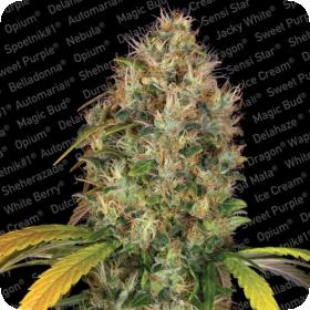 Dutch Kush Feminised Seeds Dutch Kush Feminised Seeds