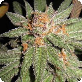 Dynamite OG Regular Seeds Dynamite OG Regular Seeds