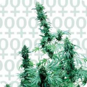 Early Skunk Feminised Seeds Early Skunk Feminised Seeds