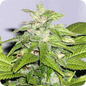 Early Riser FEMINISED Seeds