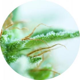 Early Sativa Regular Seeds
