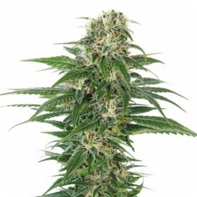 Early Skunk AUTO Feminised Seeds Early Skunk AUTO Feminised Seeds