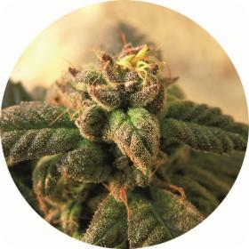 Early Top Tao Regular Seeds