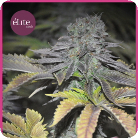 Early Widow Feminised Seeds Early Widow Feminised Seeds