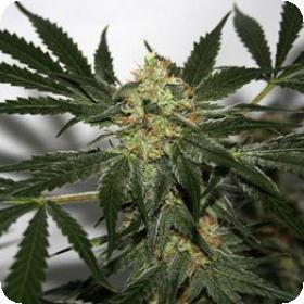Early Haze (Early Queen x Afghan Haze) Regular Seeds