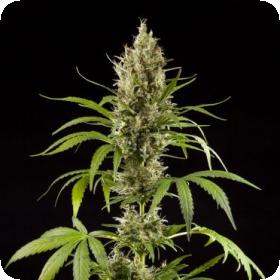 Easy Haze Feminised Seeds Easy Haze Feminised Seeds