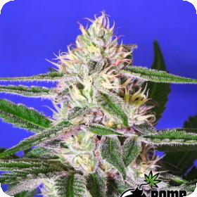 Edam Bomb Regular Seeds Edam Bomb Regular Seeds