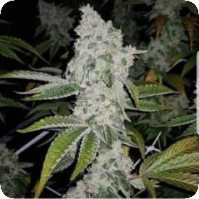 El Chapo Feminised Seeds El Chapo Feminised Seeds