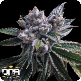 El Fuego AUTO Feminised Seeds El Fuego AUTO Feminised Seeds